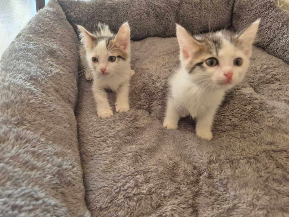 Отдам котят мальчики