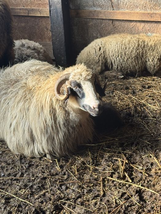 Vand 80 de oi ai 40 de carlani