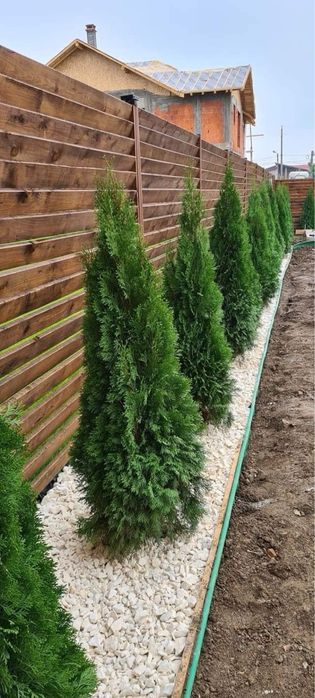 Plante ornamentale de orice specie la pret de producator
