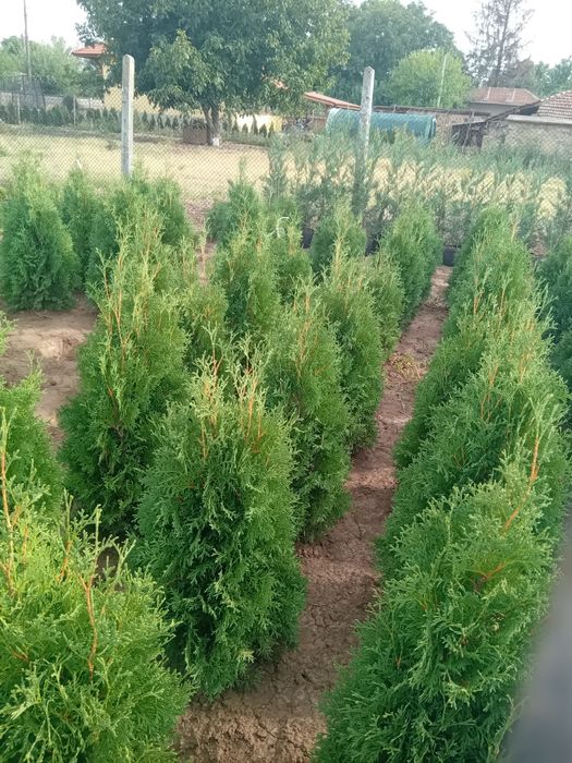 Туя,Студоустойчива