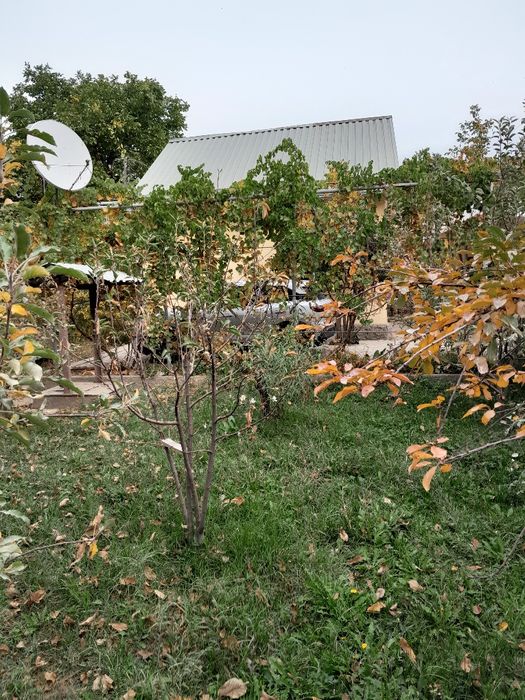 Дачани Квартирага амаштираман