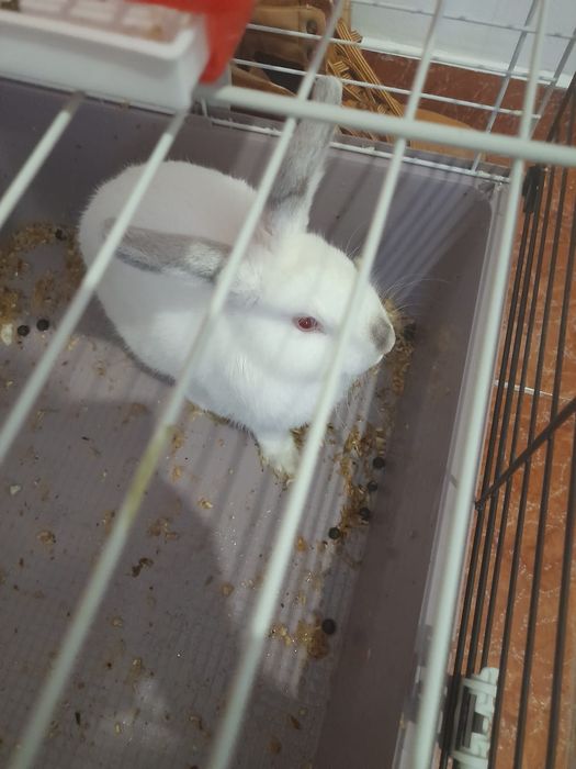 Vând iepure de casă cu tot cu cușcă