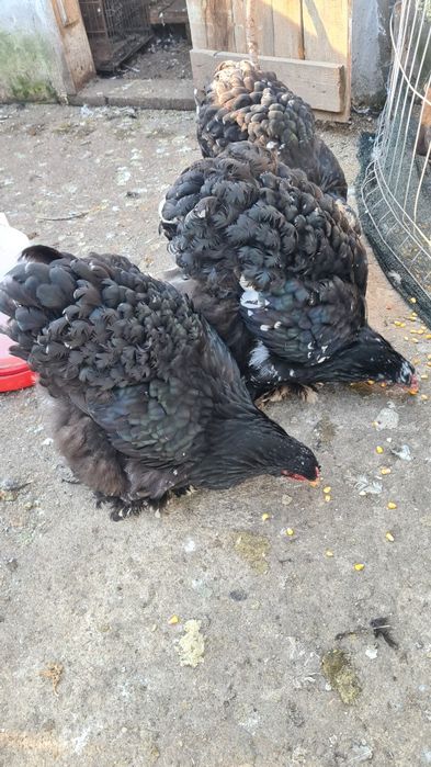 Gaini Conchinchina urias bobat!!