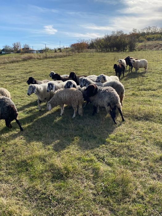 Vând 10-15 oi la alegere