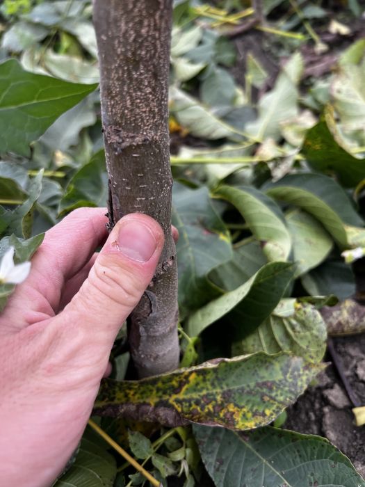 Puieți de nuci Marea Moldovenesti