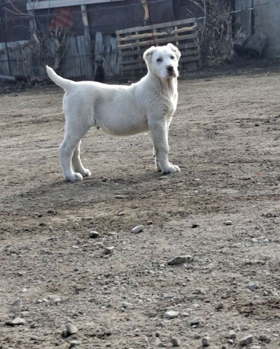 Алабай щенок 2.5айлық