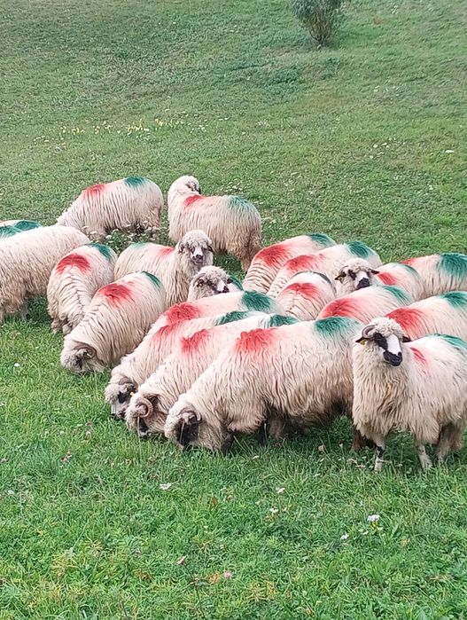 20 de oi de vânzare