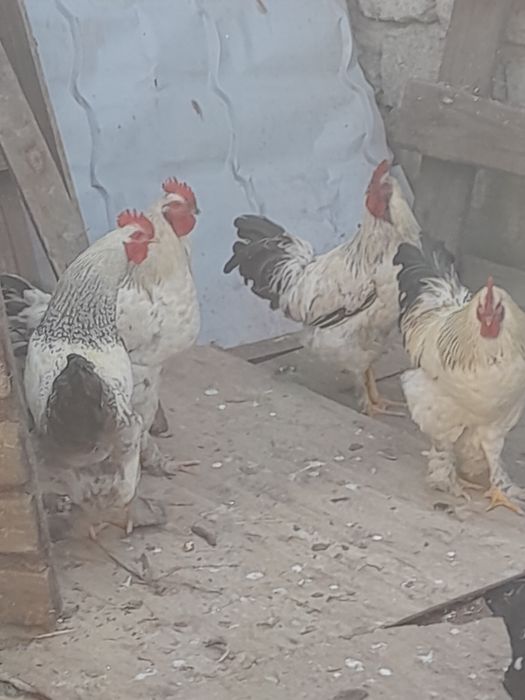 Тауыкка.обмен.болад