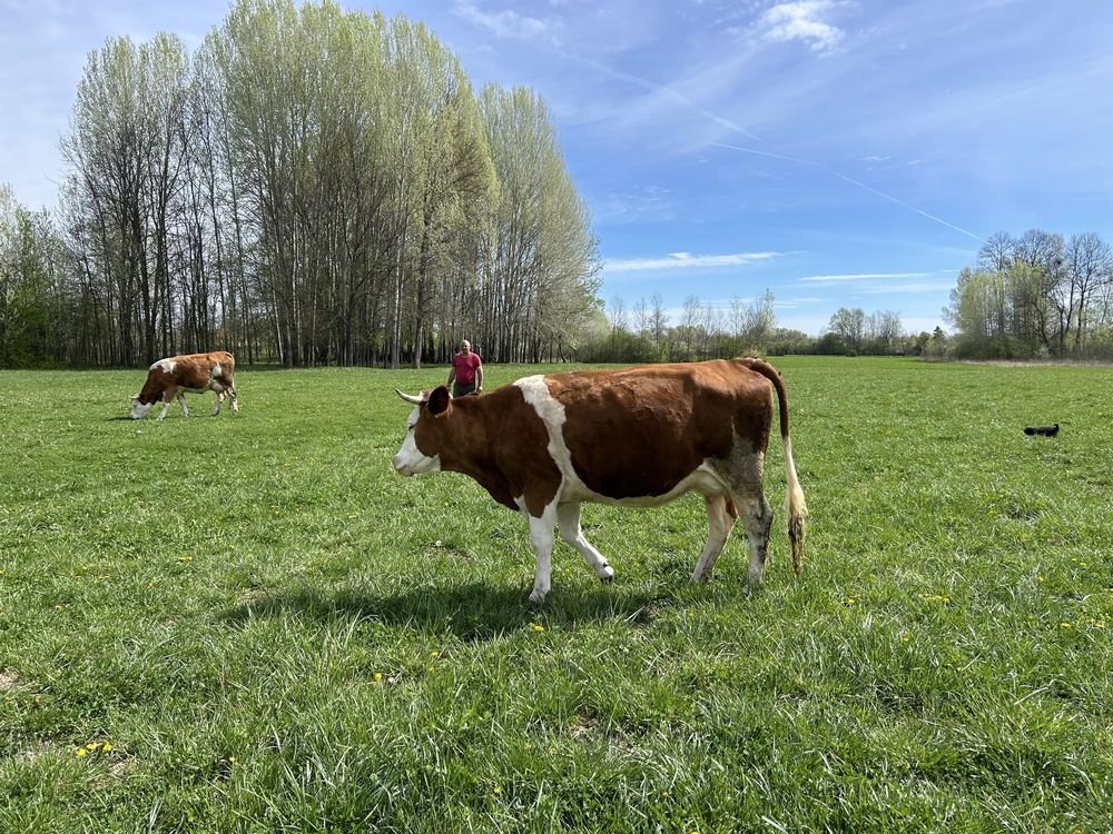 Vaca tanara Baltata Romaneasca