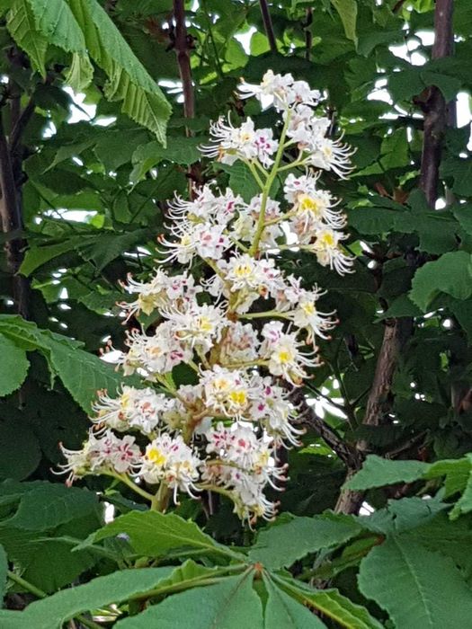 Продаю саженцы конского каштана