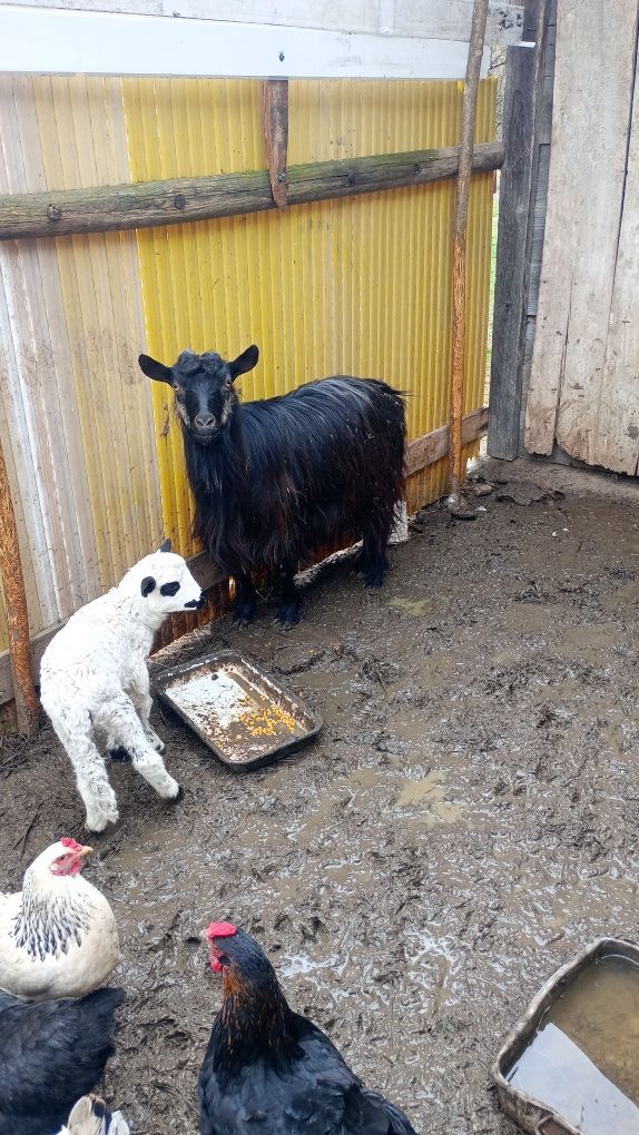 Vând capre foarte cuminți