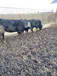 Vaci metis angus 6-7 ani