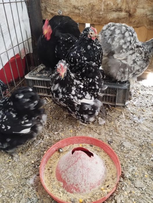 Vand cochinchina pitic