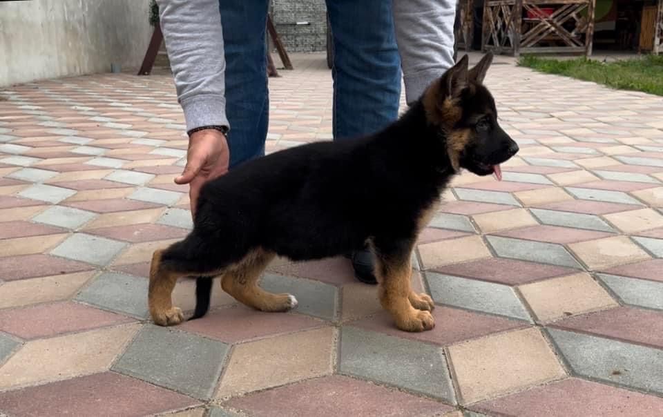 Pui ciobanesc german par scurt cu pedigree
