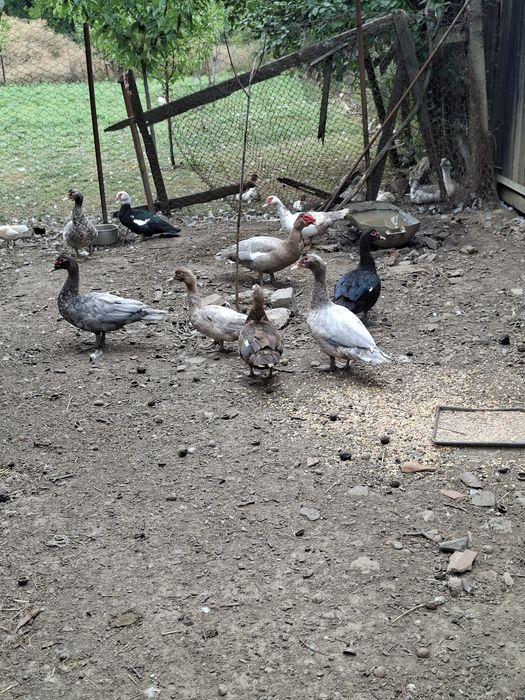 Vand un lot de 30 de pasari(4 cocosi tineri de casa +26 de rate mute)