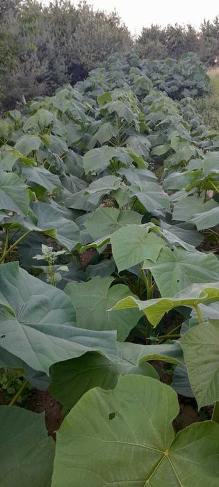 Фиднаки Пауловния