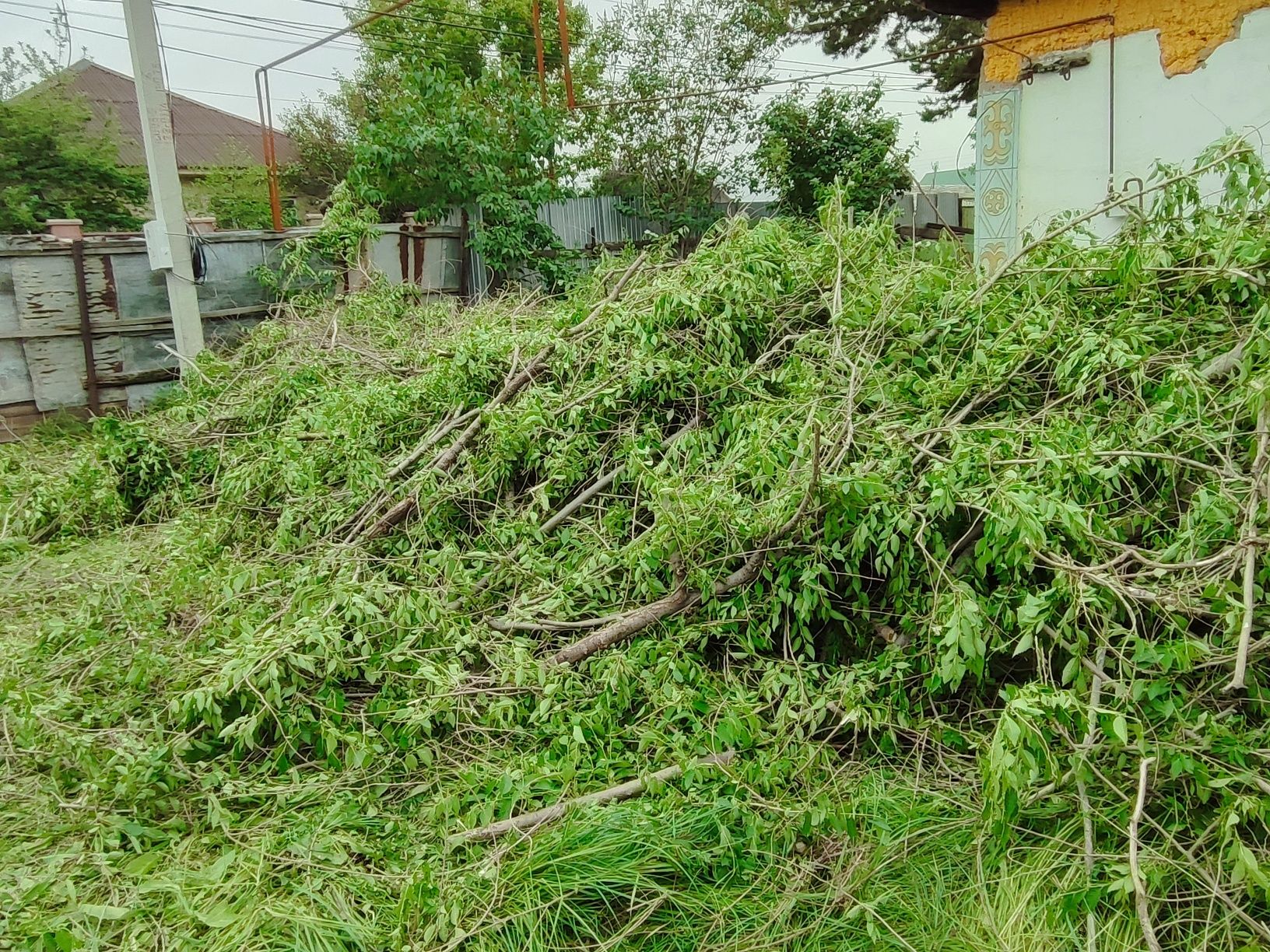 Дерево срубленные отдам даром срочно