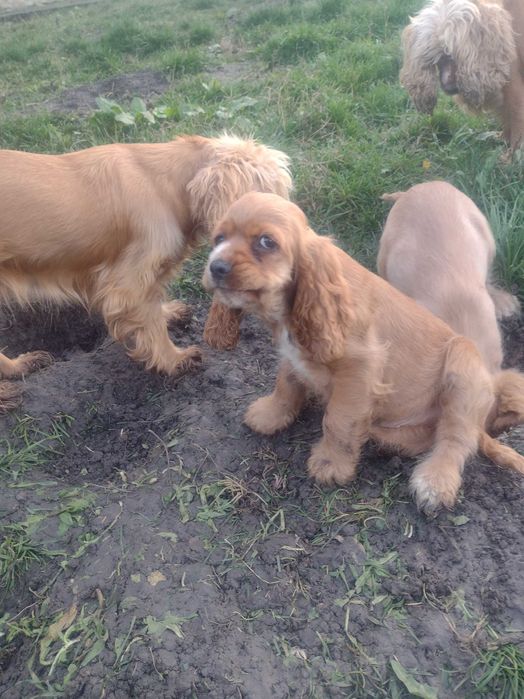 Кокер шпаньол, американски