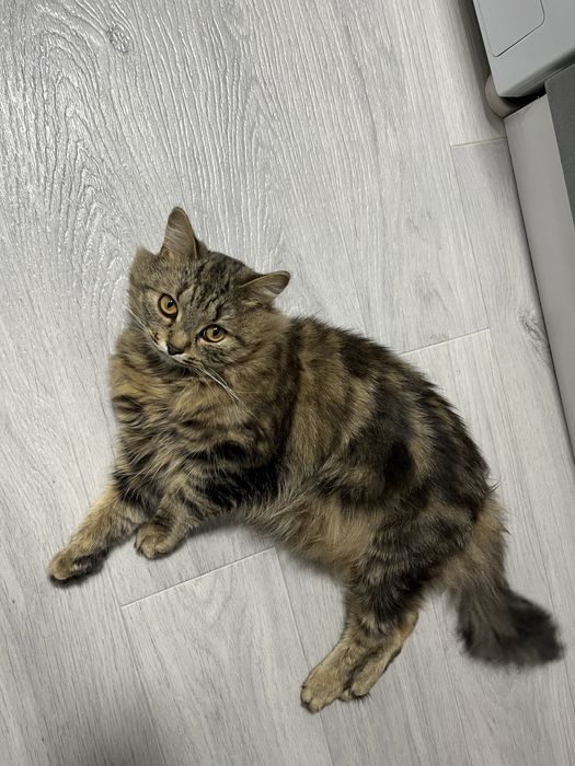 Срочно Пропал кот помогите найти