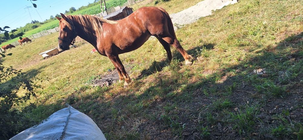 Vând manza de 3 ani