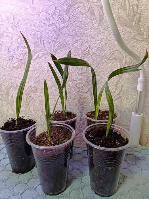 Комнатные цветы.