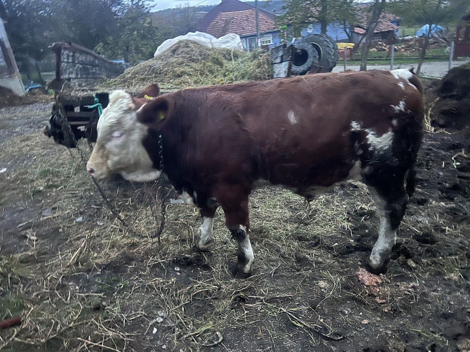 Vand Tauras Baltat Romanesc