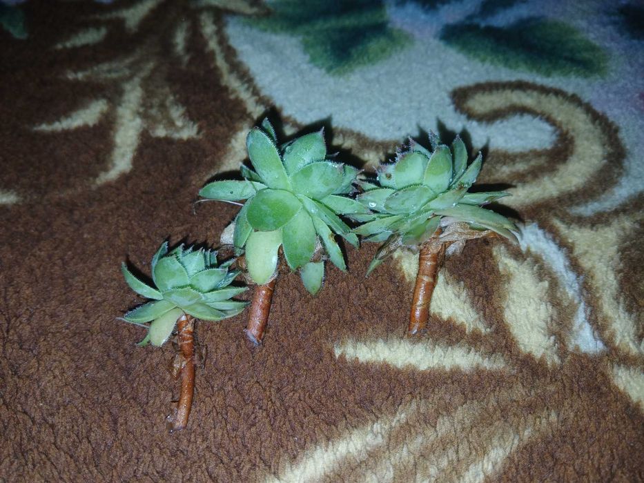 Planta suculenta (urechiuse)
