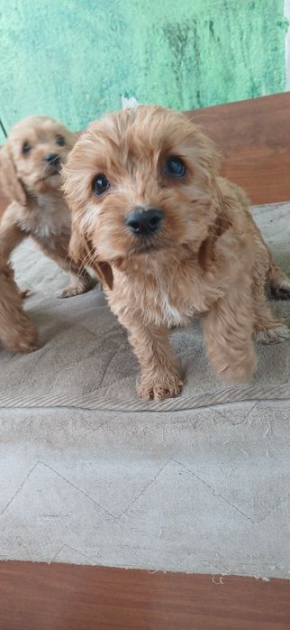 Малки кученца търсят своите усиноветили