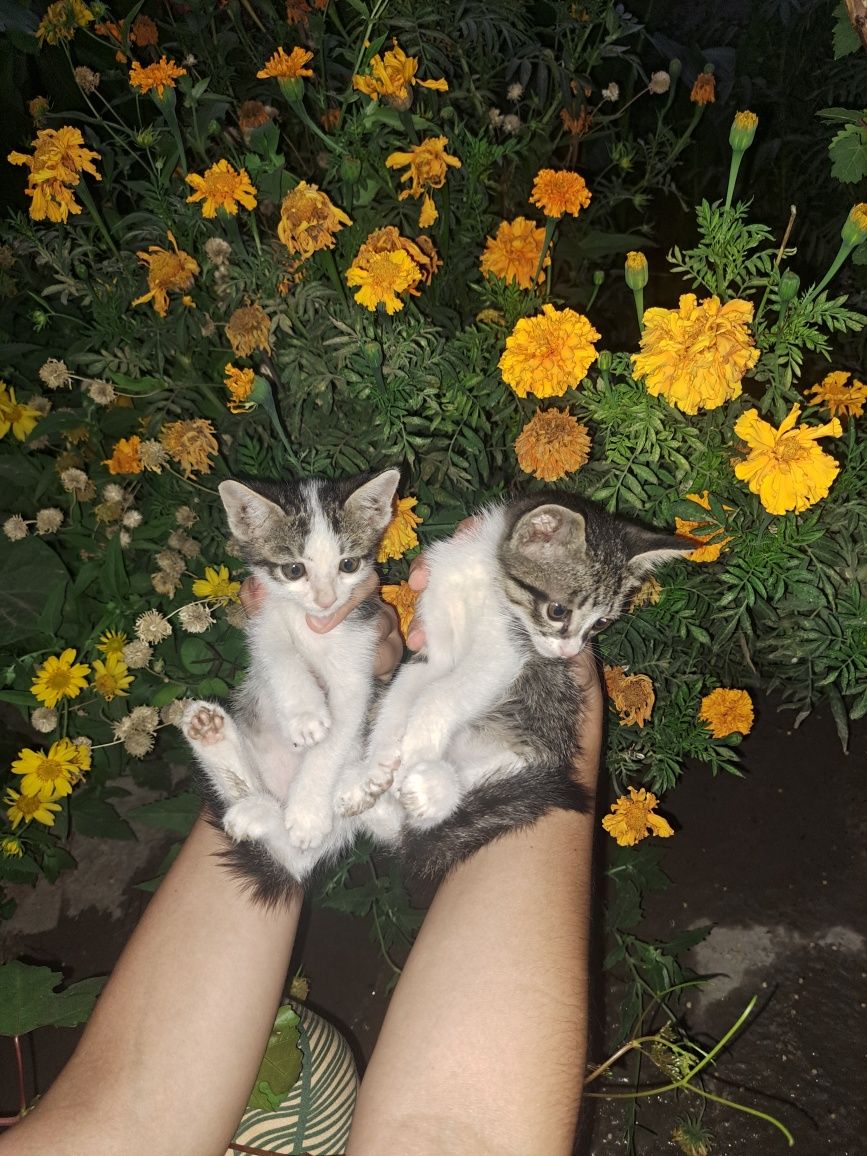 Котята домашние 3 месячные