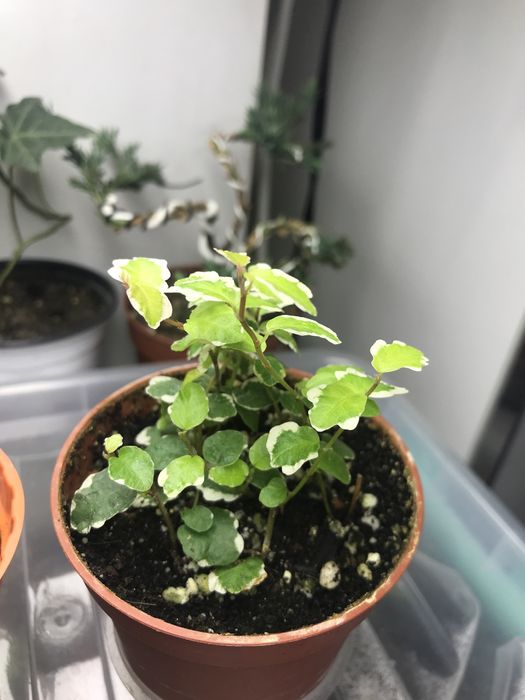 Продам фикус Пумила  !