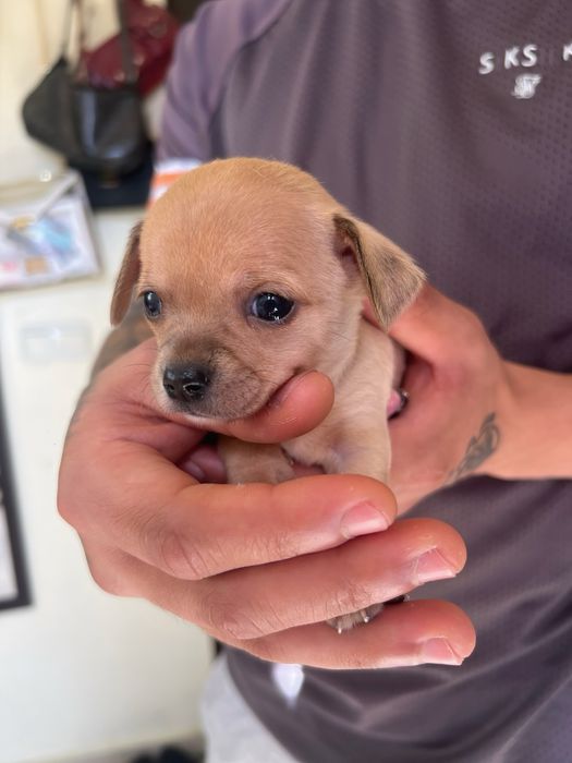 Кученца чихуахуа