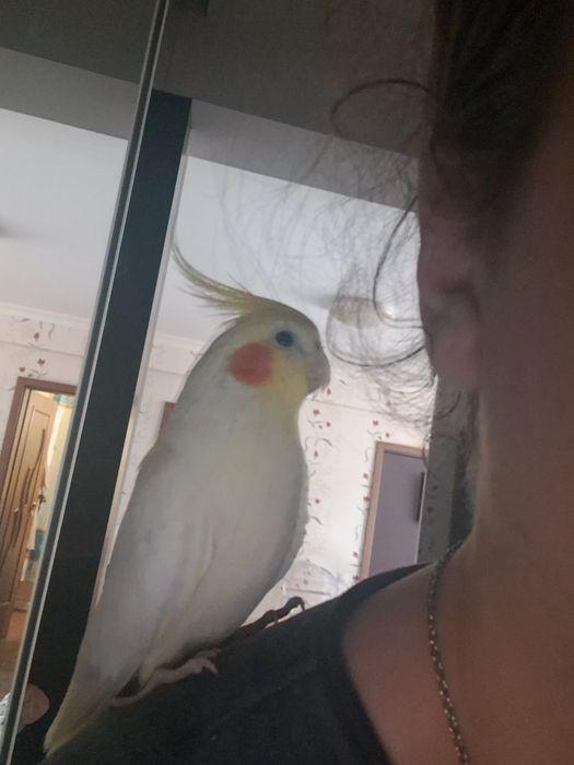 Vând papagal nimfă mascul