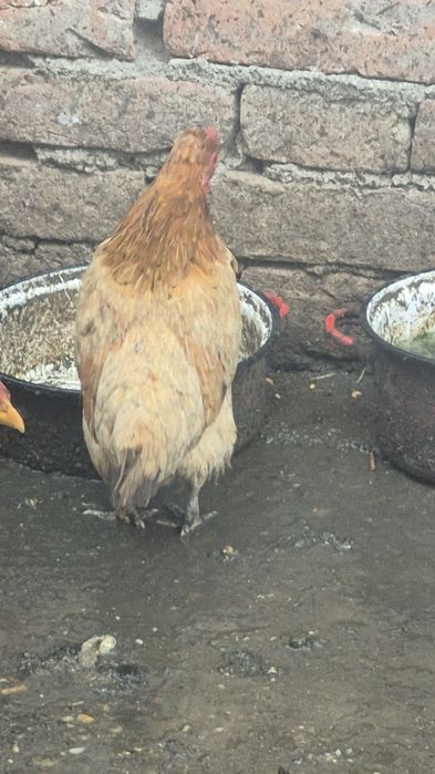 Gaini de munte Richi