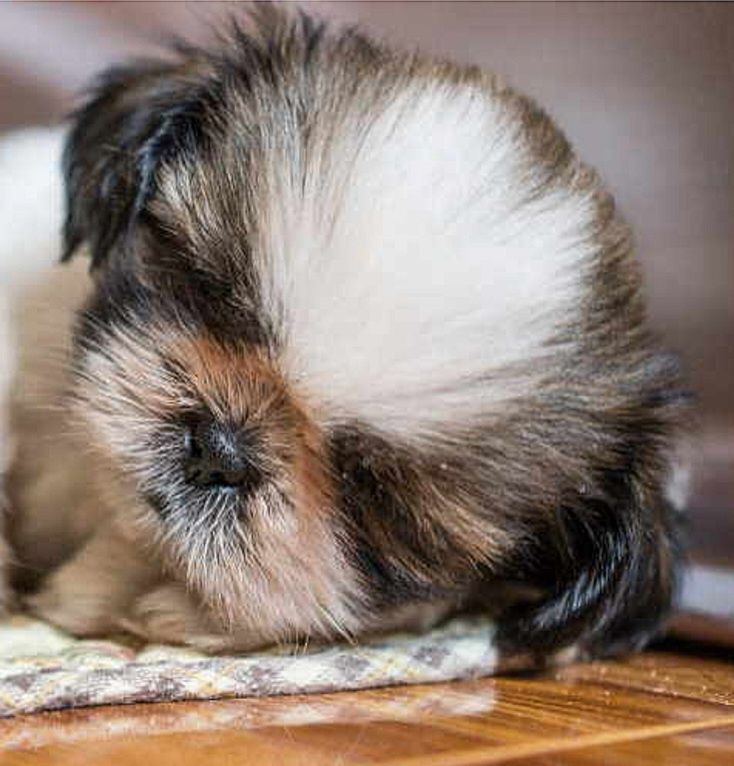 Shih-tzu talie mica