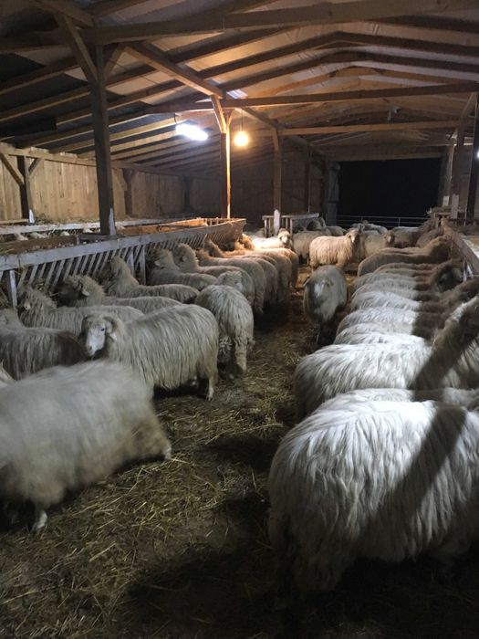 oi bale  bune cu certificat