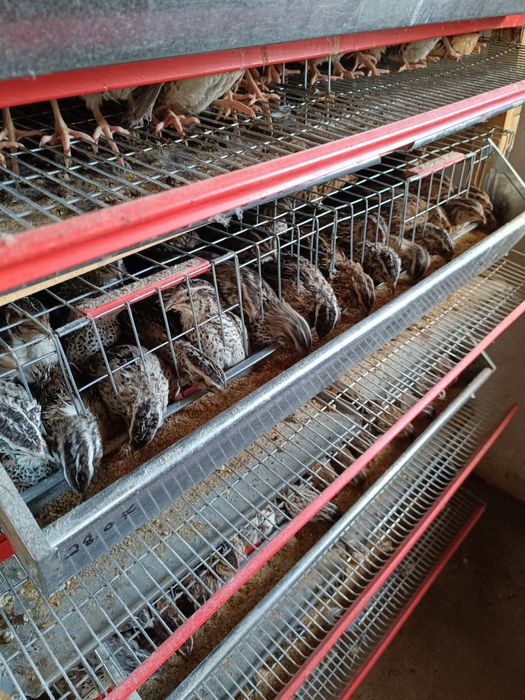 Prepelițe/pui de prepeliță/ouă de icubat, consum