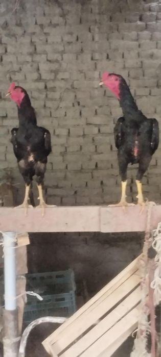 Dakan xoʻrozlar sotiladi