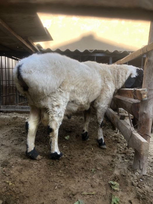 Қўчқор қарақулоқ