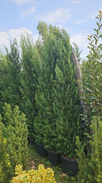 Lelandy tuia smarald laur englezesc