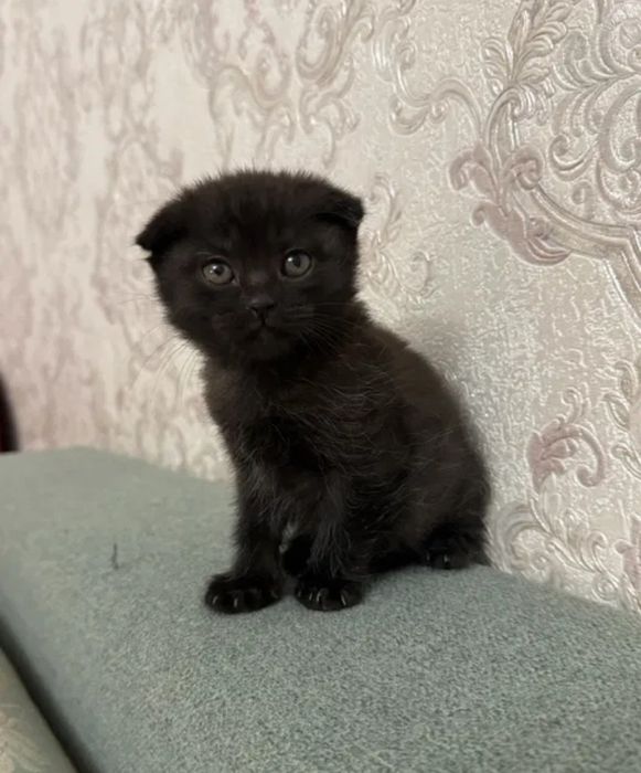 Мраморный шотландский вислоухий мальчик