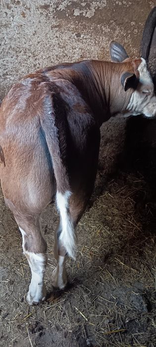 Viței Din Monta De Carne(Angus)
