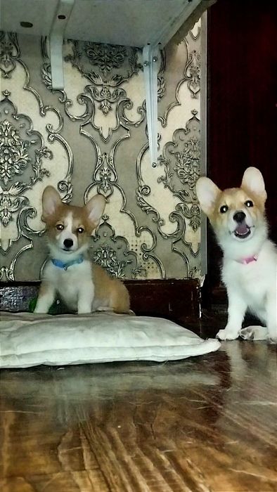 В продаже девочка вельш пемброк корги.