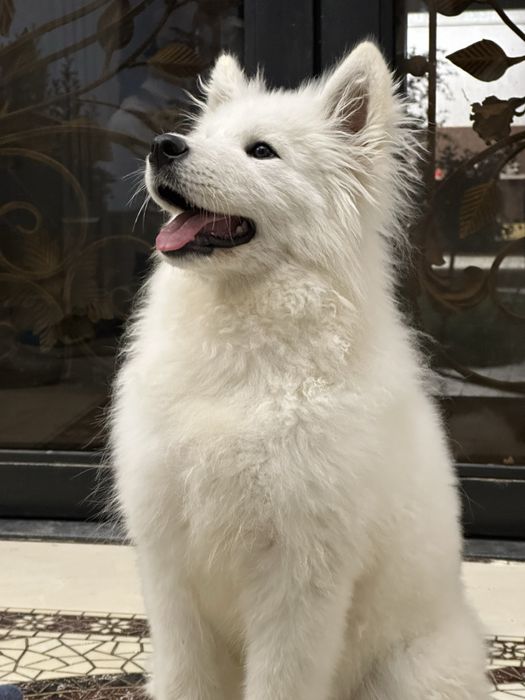 Самоедская собака, чистая порода, паспорт имеется