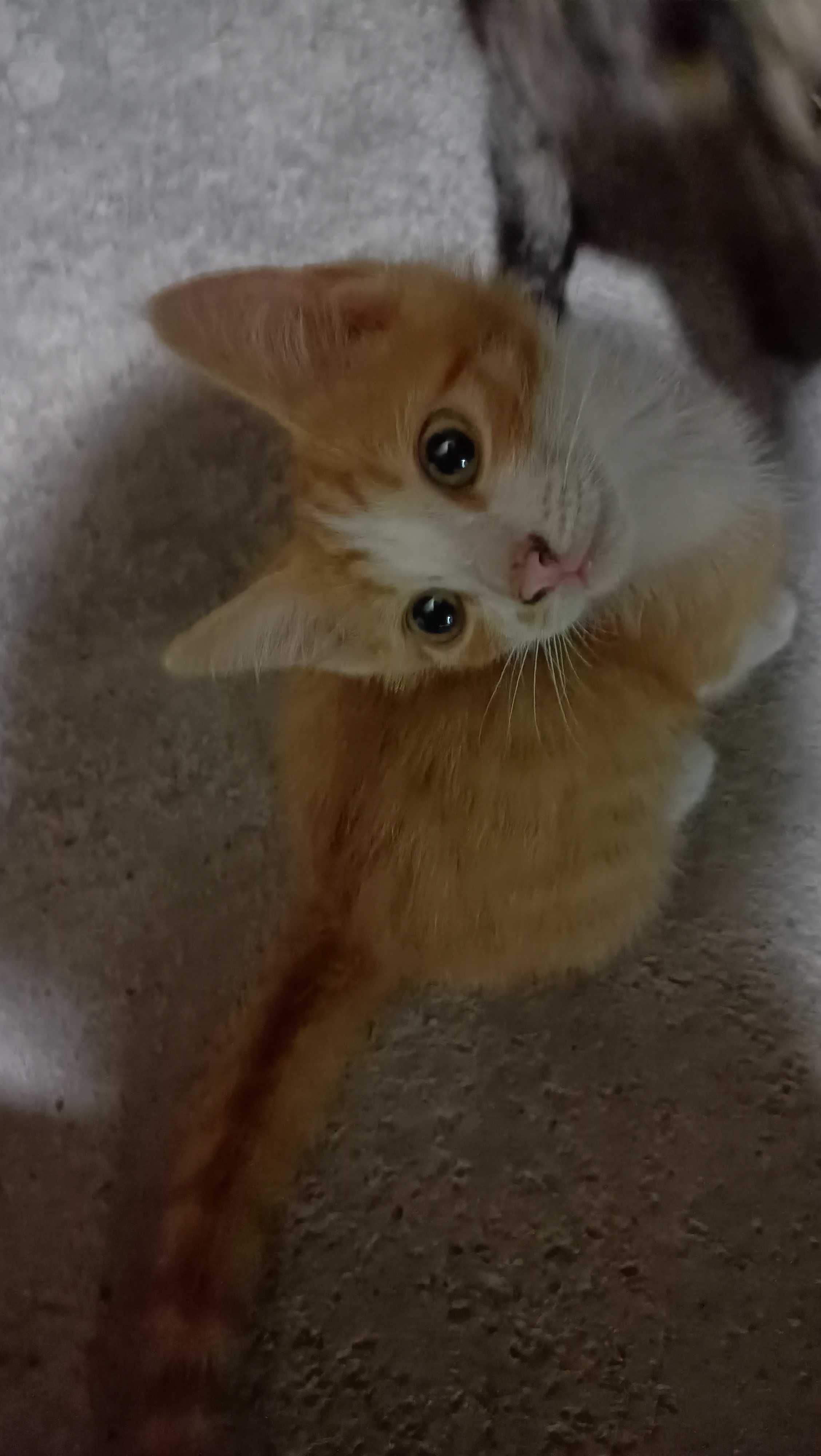Отдам котят в добрые руки
