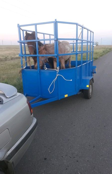 Продам прицеп коневозка усиленная