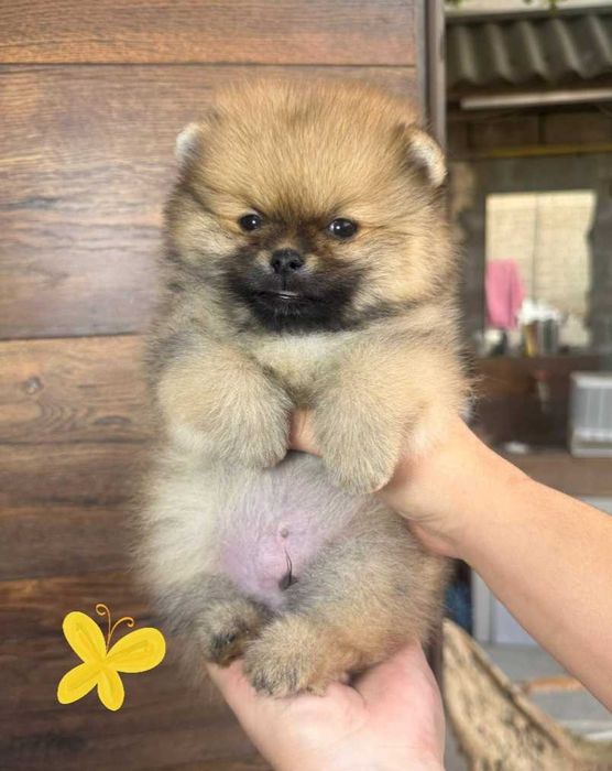 Померанский Шпиц
