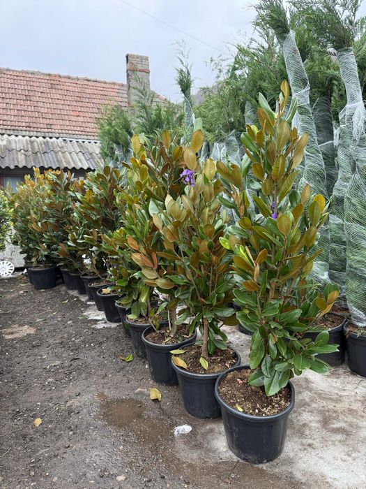 Plante ornamentale rafinate ce dau viață grădinii