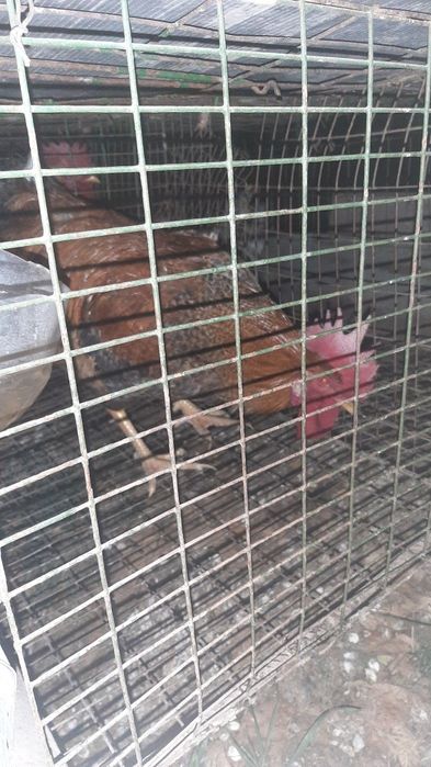 Хуроз Петух (Товук)