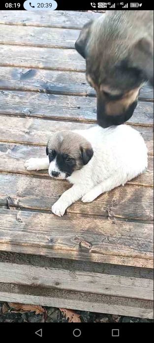 4 БОK x Малиноа микс Кученца