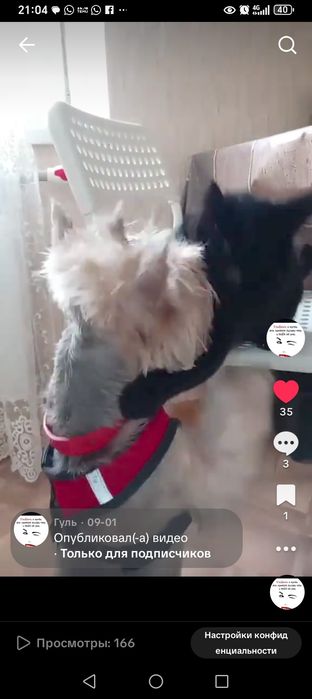 Йоркширский Терьер срочно продаётся